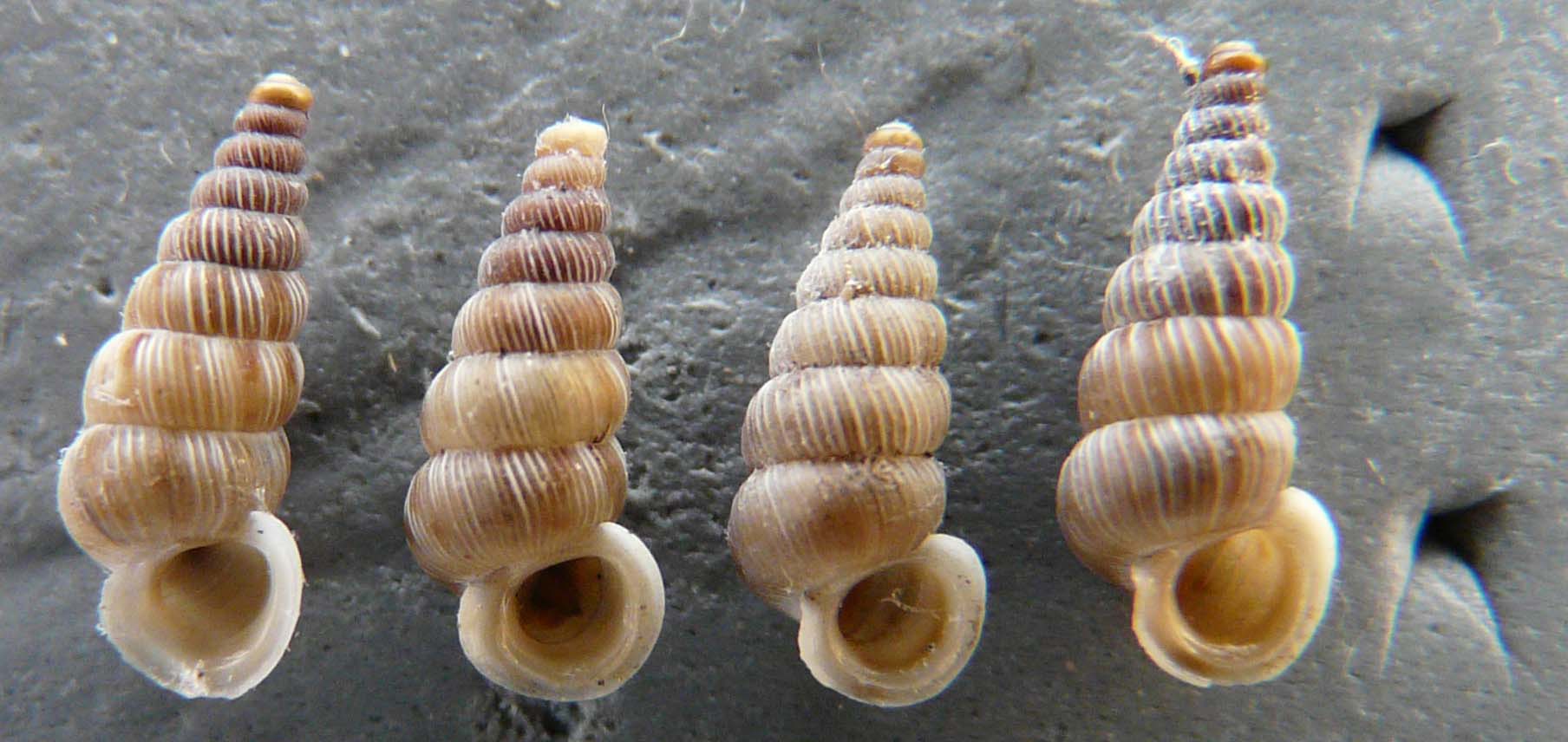 Cochlostoma philippianum